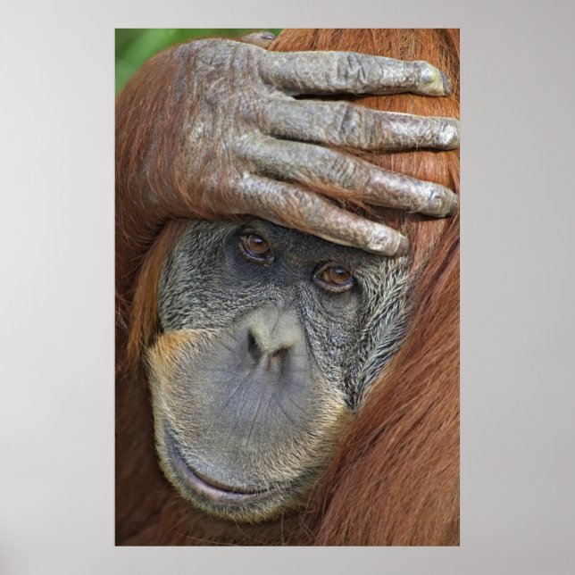 Poster Captive femelle Orangutan (Devant)