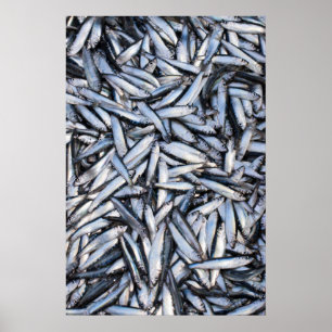 Poster Capture de poisson