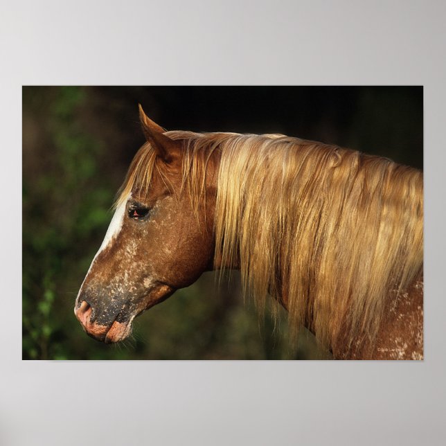 Poster Capture d'écran Appaloosa Horse 1 (Devant)