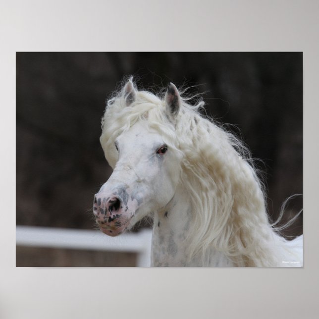 Poster Capture d'écran de Bob Langrish Appaloosa Friesian (Devant)