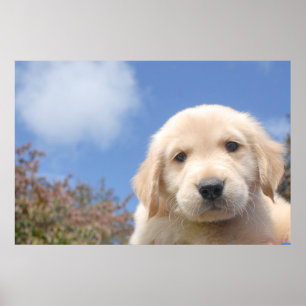 Poster Capture d'écran d'un joli chiot de récupérateur d'