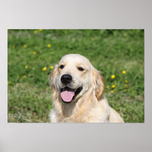 Poster Capture d'écran Golden Retriever 1 (Devant)