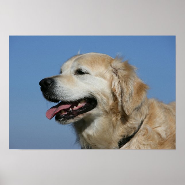 Poster Capture d'écran Golden Retriever 4 (Devant)