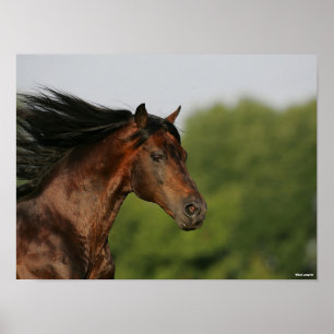 Poster Capture d'écran Mane de Bay Morgan Horse