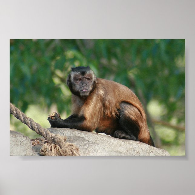 Poster Capuchin Singe Mignonne Mais Cranky (Devant)