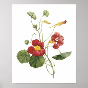 Poster capucine (Tropaeolum majus) de Redouté