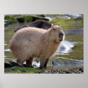 Poster Capybara au bord d'un étang