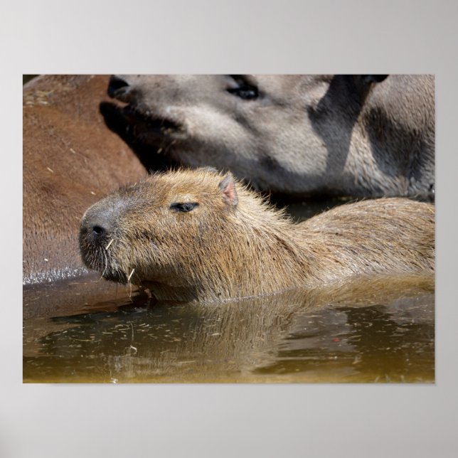 Poster Capybara dans l'eau (Devant)