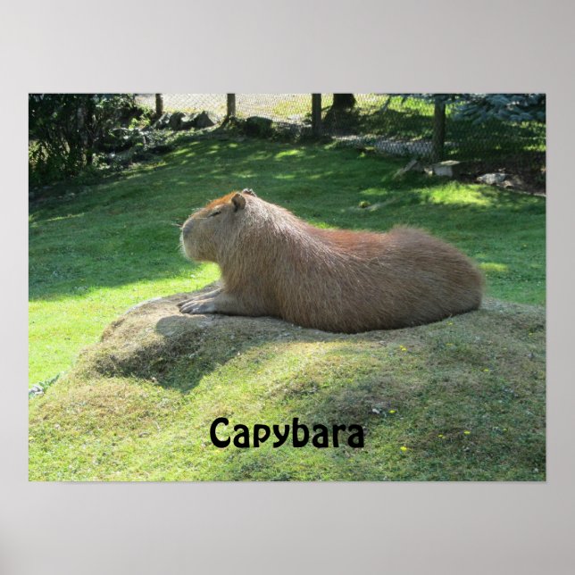 Poster Capybara - Gros rongeur (Devant)