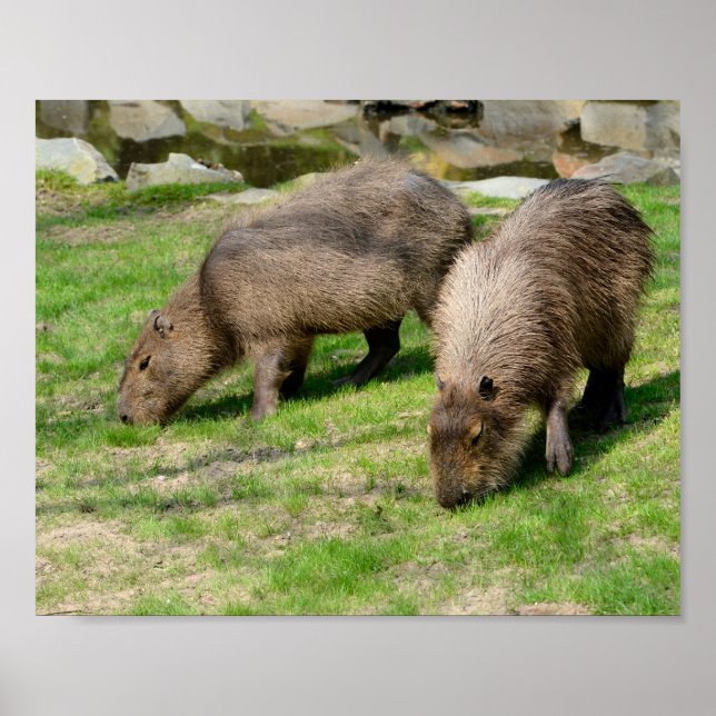 Poster Capybara hydrochaeris (Devant)