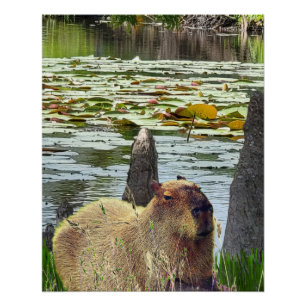 Poster Capybara - Pneumatophores - Faune
