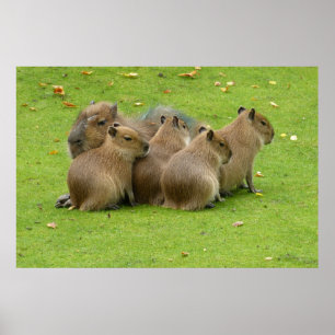 Poster Capybaras