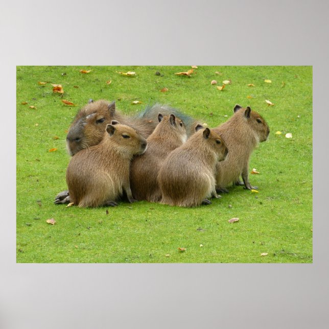 Poster Capybaras (Devant)