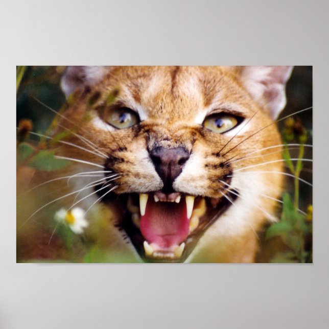Poster Caracal Hissing (Devant)