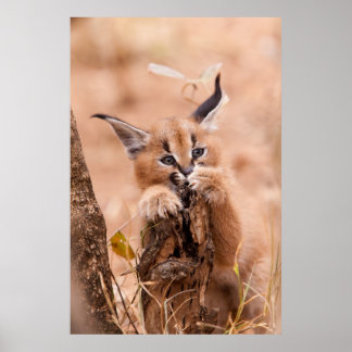 Poster Caracal Kitten