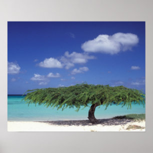 Poster Caraïbes, Aruba. Plage d'Eagle