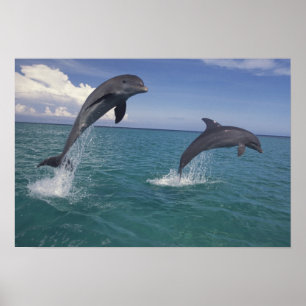 Poster Caraibes, dauphins de Bottlenose Tursiops 13