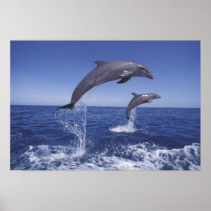 Poster Caraïbes, dauphins de Bottlenose Tursiops 3