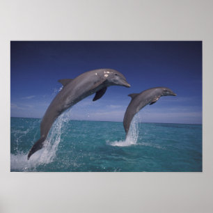 Poster Caraïbes, dauphins de Bottlenose Tursiops 8