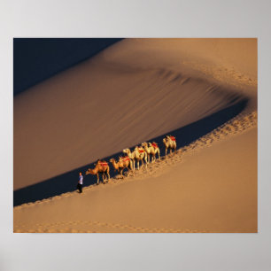 Poster Caravane de chameau sur le désert, Dunhuang, Gansu