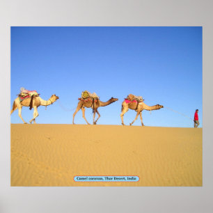 Poster Caravane en chameau, Désert de Thar, Inde
