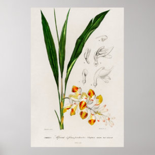 Poster Cardamome nain (Nutans d'Alpinie)