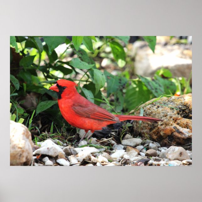 Poster Cardinal (Devant)
