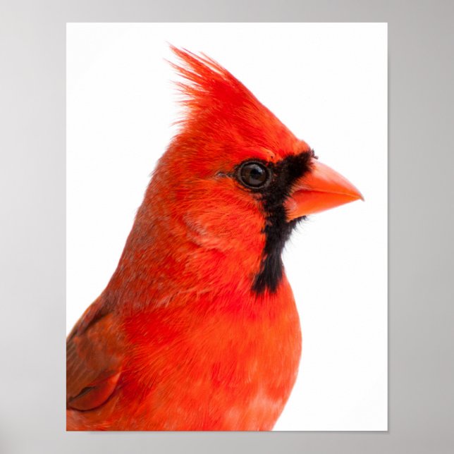 Poster Cardinal (Devant)