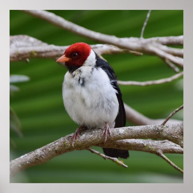 Poster Cardinal à bec jaune dans un arbre (Devant)
