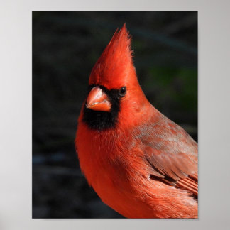 Poster Cardinal boréal Rouge Portrait d'oiseau Photograph