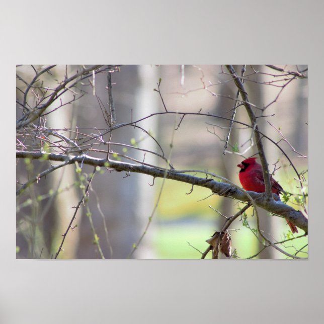 Poster Cardinal dans l'arbre photo (Devant)
