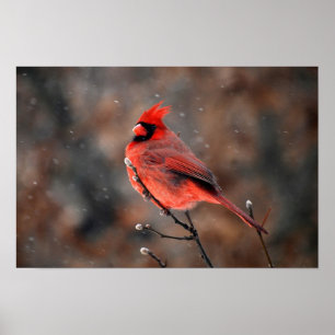 Poster Cardinal dans une tempête de neige
