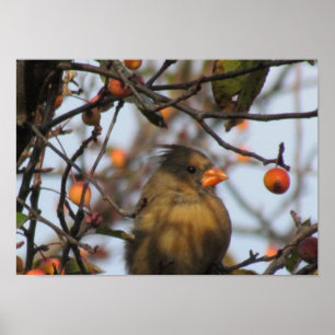 Poster Cardinal d'automne
