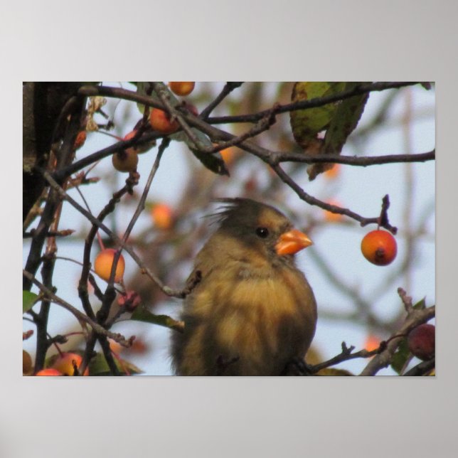 Poster Cardinal d'automne (Devant)