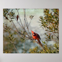Cardinal de Wax Myrtle