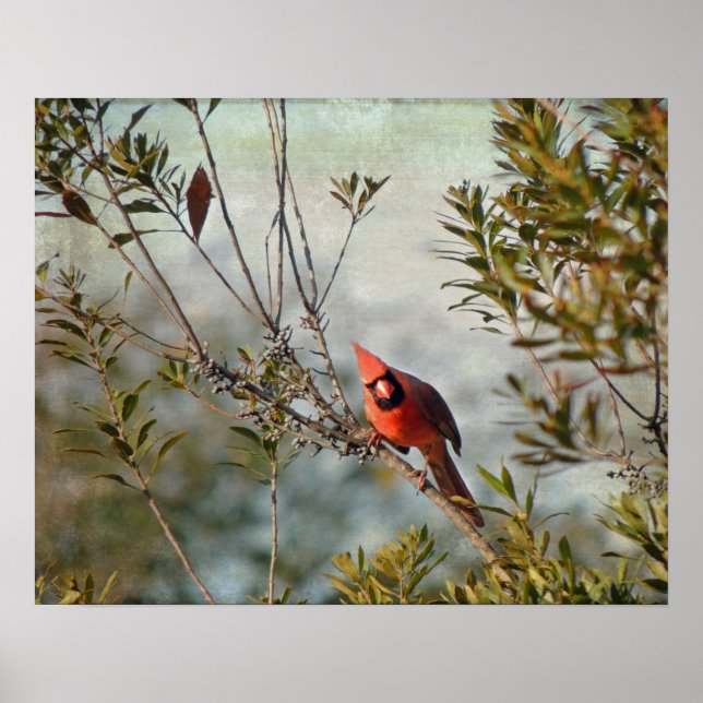 Poster Cardinal de Wax Myrtle (Devant)
