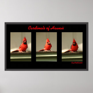 Poster Cardinal D'Hawaï