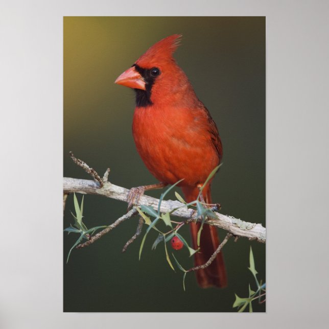 Poster Cardinal du Nord, Cardinalis cardinalis, homme (Devant)