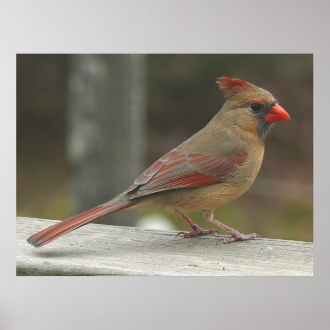 Poster Cardinal du Nord - Oiseaux femelles (Devant)