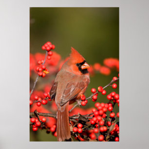Poster Cardinal du nord sur le Winterberry commun