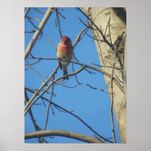 Poster Cardinal Femme/Oiseau