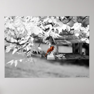 Poster Cardinal Infrared