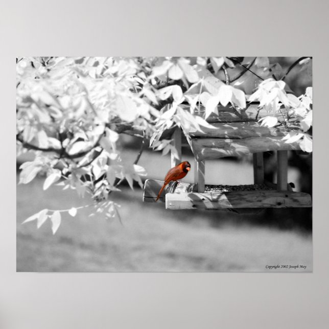 Poster Cardinal Infrared (Devant)