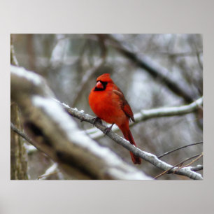 Poster Cardinal masculin