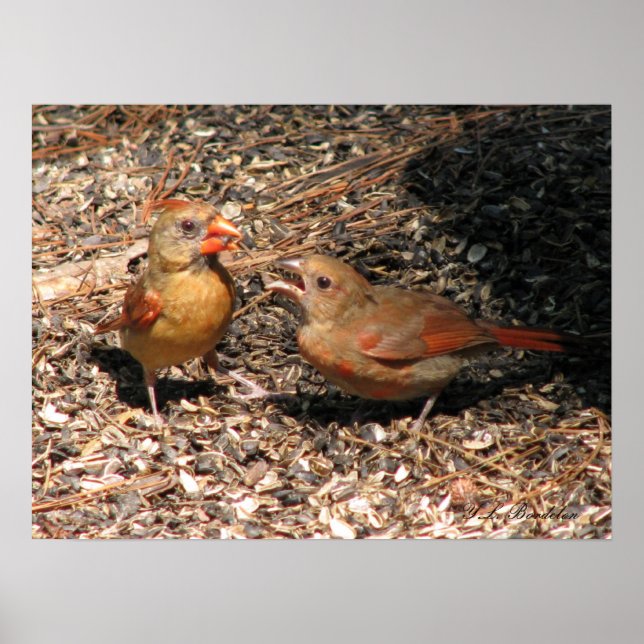 Poster Cardinal Mom & Baby (Devant)