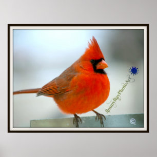 Poster Cardinal rouge d'oiseau