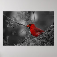Cardinal rouge du Nord - Photographie d'oiseaux