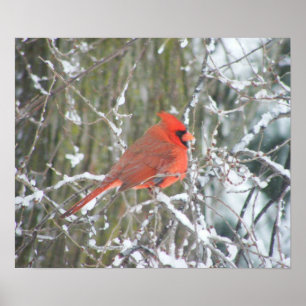Poster Cardinal rouge en hiver