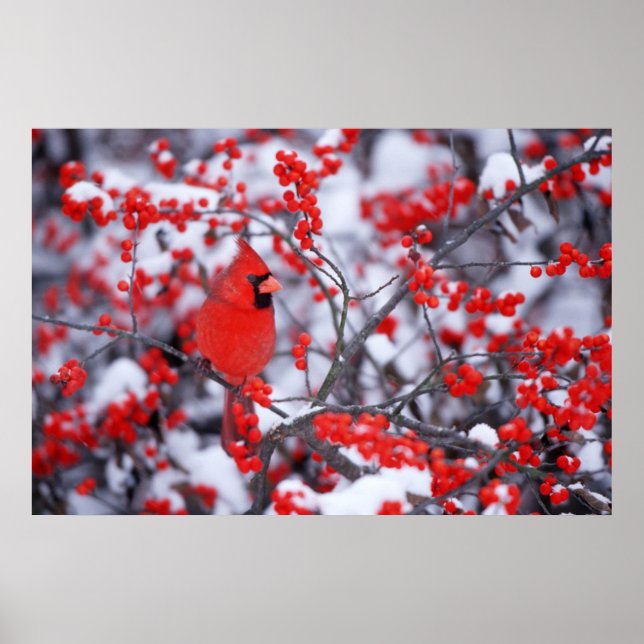 Poster Cardinal rouge mâle, Hiver, IL (Devant)