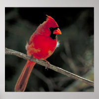 Cardinal rouge perché sur une branche d'arbre